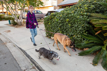 🔥🐕Double Bungee Leash - 1st step training tool
