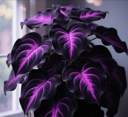 🎁2025 Special Offer🍃 Rare Coleus Flower Seeds🌿