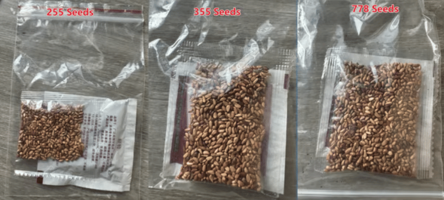 🌹Climbing Vine Rose Flower Seeds