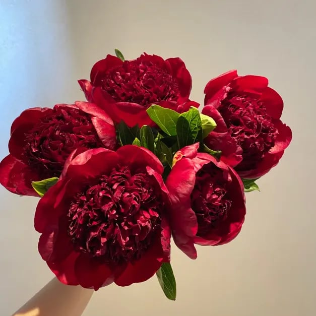 🔥🌺THE QUEEN OF FLOWERS—DOUBLE PETALED PIANI SEEDS