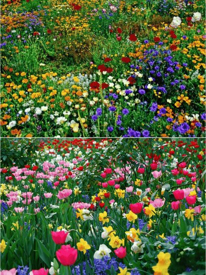 🔥Last day💝Mixed Perennial Flowers Seeds-Over 60 kinds mixed