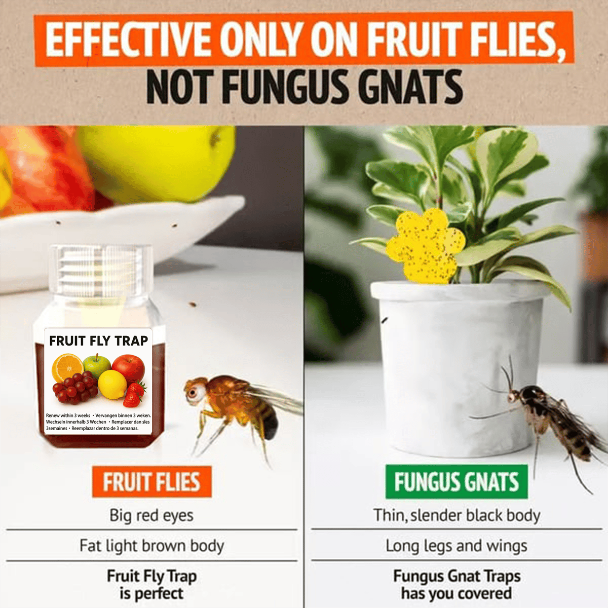 🏆Flash Sale⚡ 50K+ SOLD! Almost Gone-💥Fruit Fly Trap - Environmentally Responsible Fruit Fly Killer  - Up to 3 Weeks per Bottle,Best Gifts
