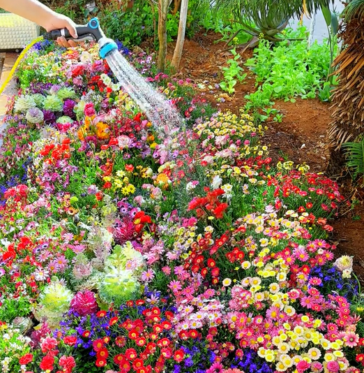 🔥Last day💝Mixed Perennial Flowers Seeds-Over 60 kinds mixed